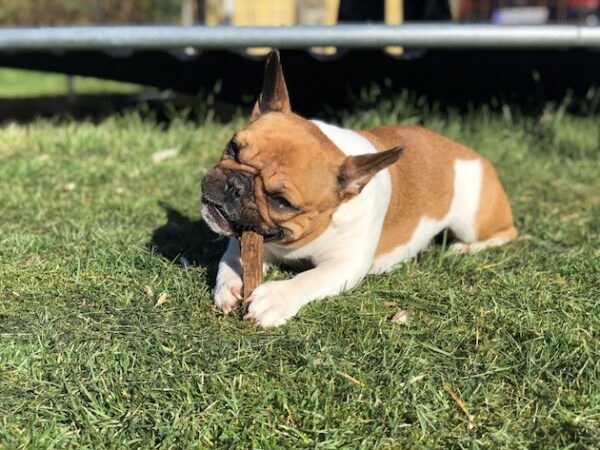 Photo inspiration: Fresh Look at Why Does My Dog Eat Grass Causes And Solutions Explained