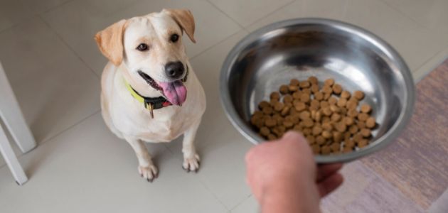 Bare as an affordable dog food option