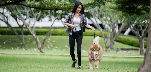 Dog's immune boosters