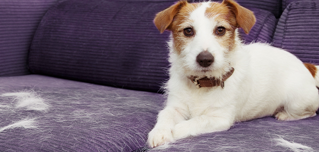 How to Keep Pet Hair Off Clothes and Furniture – No More Shedding!