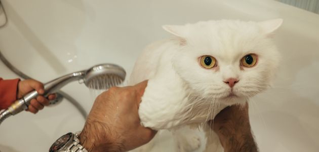 Essential Coat Care Tips for Your Persian Cat’s Fur