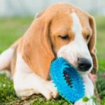 Barepets - How Calcium Supports Bone Strength and Puppy Development