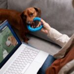 Barepets - Best Online Stores for Calcium Supplements for Dogs in the Philippines