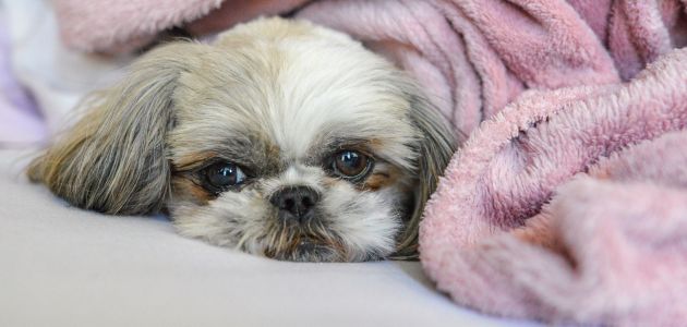 Best Treats for Dogs with Sensitive Stomachs: A Guide for Shih Tzus - Barepets