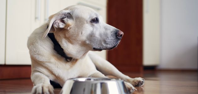 Healthy Treat Options for Senior Labradors: Supporting Digestion and Energy - Barepets