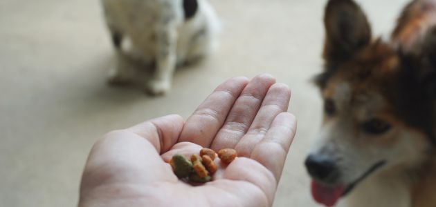 What You Should Know Before Starting Any New Dog Treats - Barepets