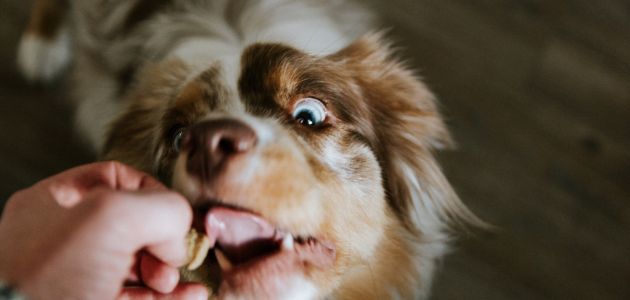 Why Probiotics Are Essential in Dog Treats for Digestive Health - Barepets